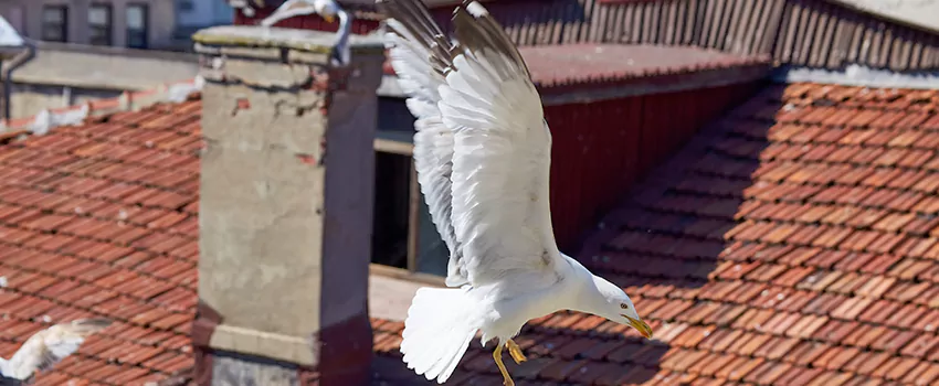Residential Chimney Animal Removal Solution in Urbandale, IA