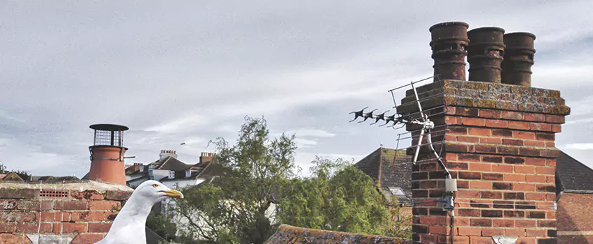 Chimney Cleaning And Restoration in Urbandale, Iowa